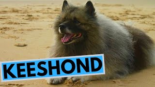 Keeshond Dog Breed  Facts and Information [upl. by Ademla]