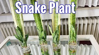 Snake Plant Propagation by Leaf Cuttings in Water [upl. by Ahsurej566]