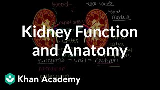 Kidney function and anatomy  Renal system physiology  NCLEXRN  Khan Academy [upl. by Psyche]