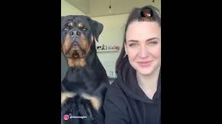 This woman shows what life is like with three massive Rottweilers 😂😍 rottweiler [upl. by Mroz]