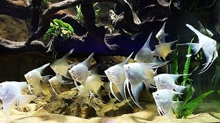 I ADDED 30 ANGELFISH [upl. by Magocsi119]