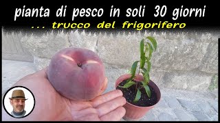 DAL NOCCIOLO ALLA PIANTA DI PESCO IN SOLI 30 GIORNI CON IL TRUCCO DEL FRIGORIFERO [upl. by Hairacaz491]