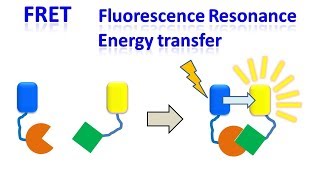 FRET  Fluorescence resonance energy transfer [upl. by Hairacaz]