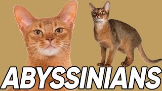 4 Fantastic Facts About Abyssinians [upl. by Asirram106]