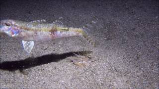 Bobbit Worm Hunts for Food in the Night [upl. by Vitek]