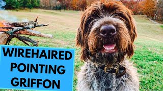 Wirehaired Pointing Griffon  TOP 10 Interesting Facts [upl. by Parcel]