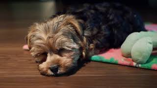 First Day Home  Yorkie Poo Puppy [upl. by Anivram]