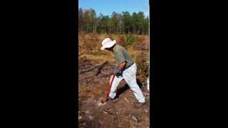 Planting Long Leaf Pine [upl. by Enileuqaj]