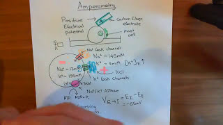 Electrophysiological Amperometry Part 3 [upl. by Ztirf]