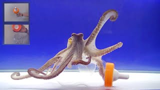 Octopus Intelligence Experiment Takes an Unexpected Turn [upl. by Ayahsal]