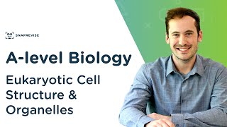 Eukaryotic Cell Structure amp Organelles  Alevel Biology  OCR AQA Edexcel [upl. by Illehs]