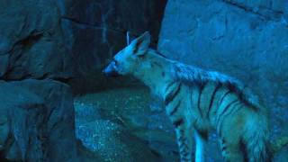 Aardwolf  Cincinnati Zoo [upl. by Daveen491]