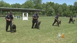 Inside The MTA’s K9 Training [upl. by Whang]