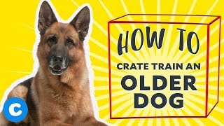 How to Crate Train an Older Dog  Chewy [upl. by Marcelle515]