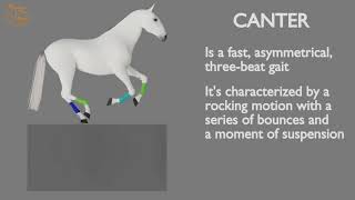 HORSE GAITS PART 03  CANTER CYCLE ANALYSIS [upl. by Ansel]