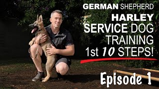 First Ten Steps When Training A Service Dog [upl. by Ahsiram]