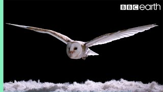 Experiment How Does An Owl Fly So Silently  Super Powered Owls  BBC [upl. by Idnyl]