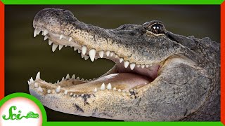 The Secret of Regeneration in Alligators [upl. by Seften712]