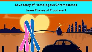 Stages of Prophase 1 of Meiosis with a visual mnemonic [upl. by Chaim]