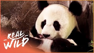 Saving The Endangered Giant Panda  Panda Nursery  Real Wild [upl. by Rapsag]