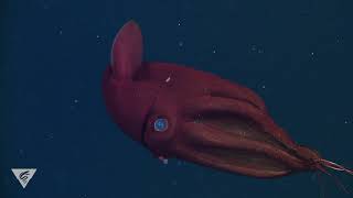 Deep relaxation Spend a few minutes chilling with the vampire squid [upl. by Yrot]