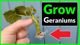 How to Grow Geraniums from Cuttings Complete Process [upl. by Dasya]