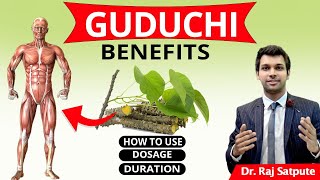 Medicinal Benefits of Guduchi  Giloy  Uses of Giloy  Guduchi For Immunity Diabetes amp Fever [upl. by Mallorie359]