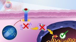 Mechanism of Action of JAK Inhibitors [upl. by Stiegler]