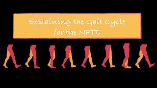 Explaining the Gait Cycle for the NPTE [upl. by Adnaw396]