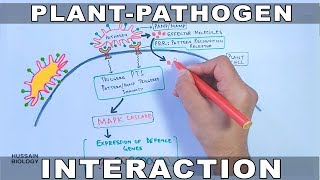 Plant Pathogen Interaction  Signalling [upl. by Joslyn]