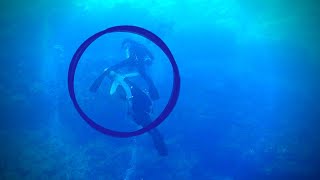 I witnessed a shark attack while diving [upl. by Neened]