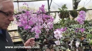 OrchidWeb  Phalaenopsis schilleriana [upl. by Janik]