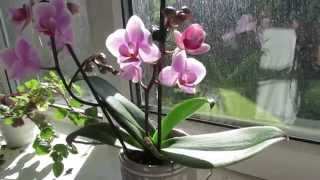 Phalaenopsis orchid Care [upl. by Adnamar108]