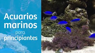 TOP 8️⃣ PECES de MARINO para PRINCIPIANTES [upl. by Masuh]