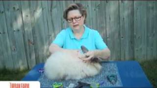 How To Harvest Angora Rabbit Fiber  UrbanFarmOnlinecom [upl. by Eserahc]