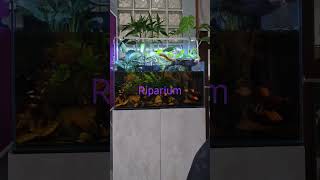 riparium [upl. by Abie39]