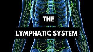 Function of the lymphatic System [upl. by Ettesyl]