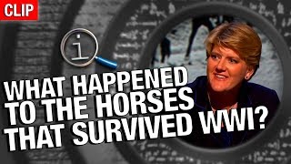 QI  What Happened To The Horses That Survived WW1 [upl. by Eninahs]