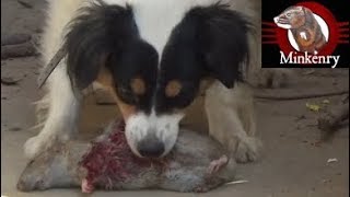 Mink and Dog Cleanup Backyard Rats Part 2 [upl. by Nierman]