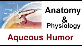 Anatomy and Physiology of Aqueous Humor [upl. by Follansbee]