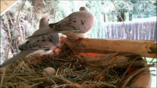 Mourning Dove Family  Part 1 Nesting laying and egg care [upl. by Lienahs728]