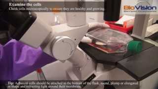 Cell Cryopreservation Video  Biovision Inc [upl. by Axe]