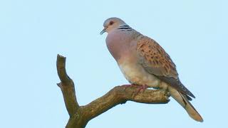 Turtle Dove Sings From a Dead Oak Branch [upl. by Waxler825]