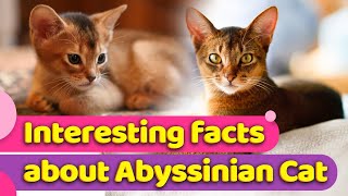 Abyssinian Cats  Everything You Need To Know 🐈 [upl. by Reis748]