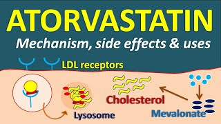 Atorvastatin  Mechanism side effects and uses [upl. by Radferd]