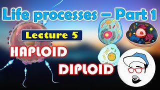 Haploid VS Diploid  Life processes in Living Organisms Part 1 Class 10 SSC CBSE [upl. by Ateekal]