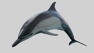 CGI 3D Animated Dolphin in Blender  Rigged and Animated [upl. by Htabmas]