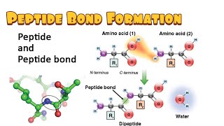 Peptide Bond Formation Dehydration Synthesis Hydrolysis Energetics [upl. by Enelyar]