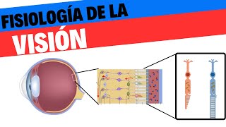 Fisiología de la visión [upl. by Cate]