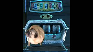 Pug vibing to the packapunch song [upl. by Irod]